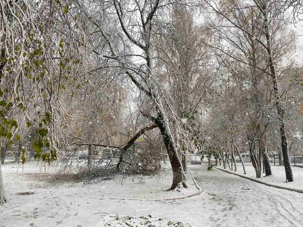 Нижегородцы массово жалуются на поваленные ветром деревья