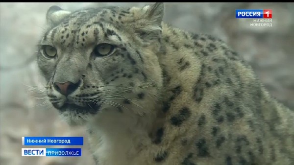 В международный день снежного барса в Лимпопо поселили 4- х месячного котенка Альбу