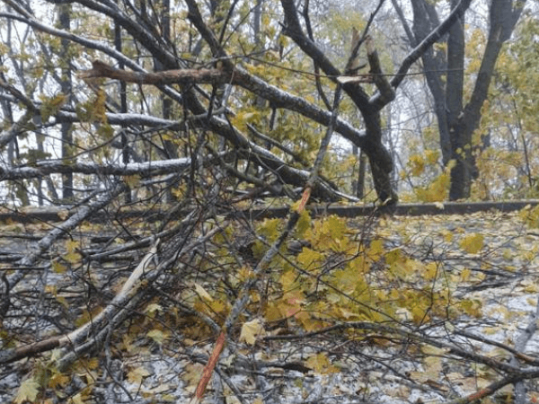 Нижегородцы массово жалуются на поваленные ветром деревья