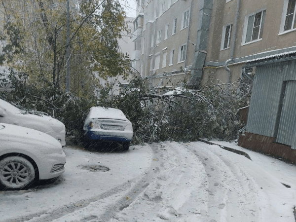Нижегородцы массово жалуются на поваленные ветром деревья