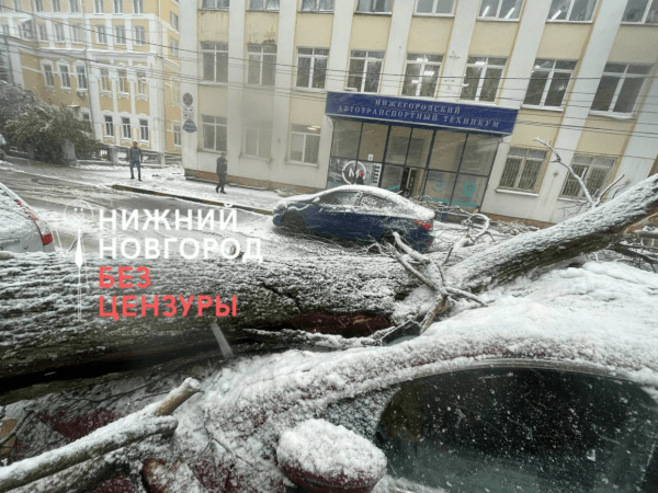 Нижегородцы массово жалуются на поваленные ветром деревья