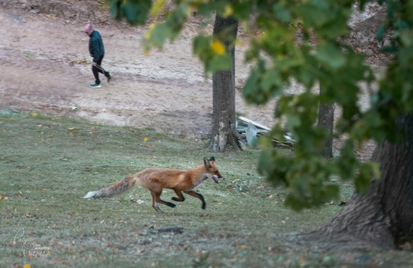 Лиса гуляла по территории Нижегородского кремля
