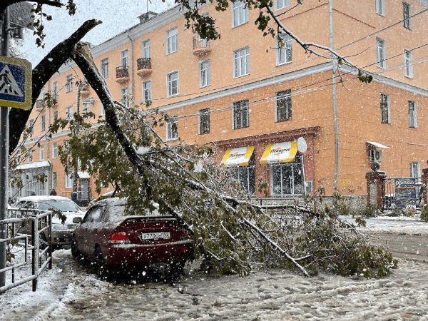 Нижегородцы массово жалуются на поваленные ветром деревья