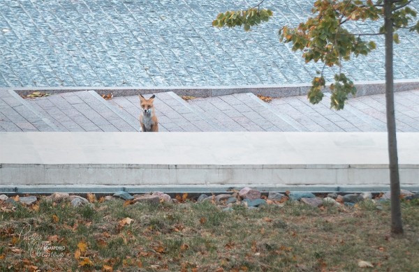 Лиса гуляла по территории Нижегородского кремля
