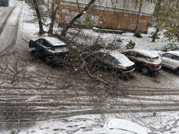 Нижегородцы массово жалуются на поваленные ветром деревья