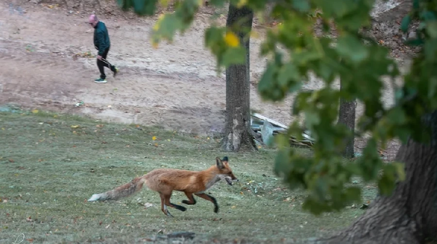 Лиса забежала в Нижегородский кремль