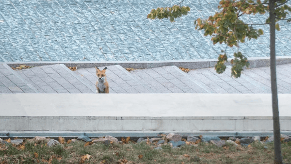 Лиса забежала в Нижегородский кремль