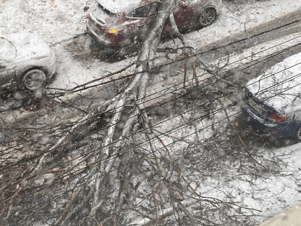 Нижегородцы массово жалуются на поваленные ветром деревья