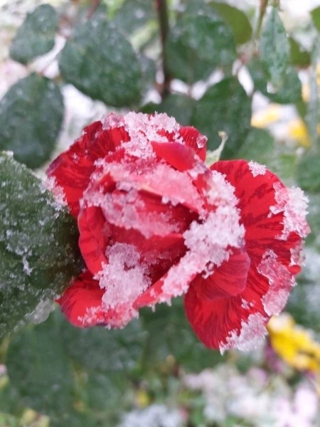 Первый снег выпал в северных районах Нижегородской области 8 октября
