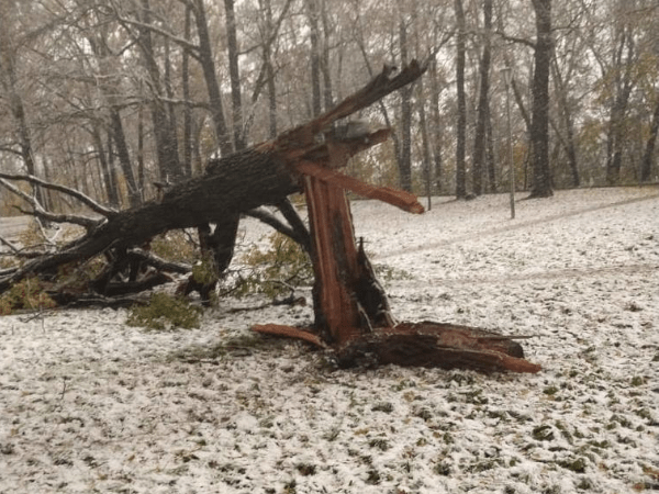 Нижегородцы массово жалуются на поваленные ветром деревья