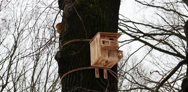 Шесть привезенных с Алтая белок выпустили в нижегородском парке «Дубки» Шесть привезенных с Алтая белок выпустили в нижегородском парке «Дубки»