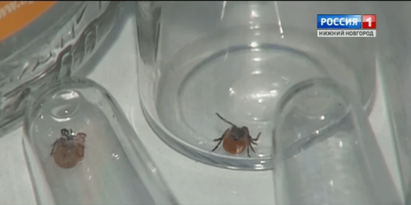 Нижегородский Роспотребнадзор проводит "горячую линию" по вопросам инфекций, которые переносят клещи