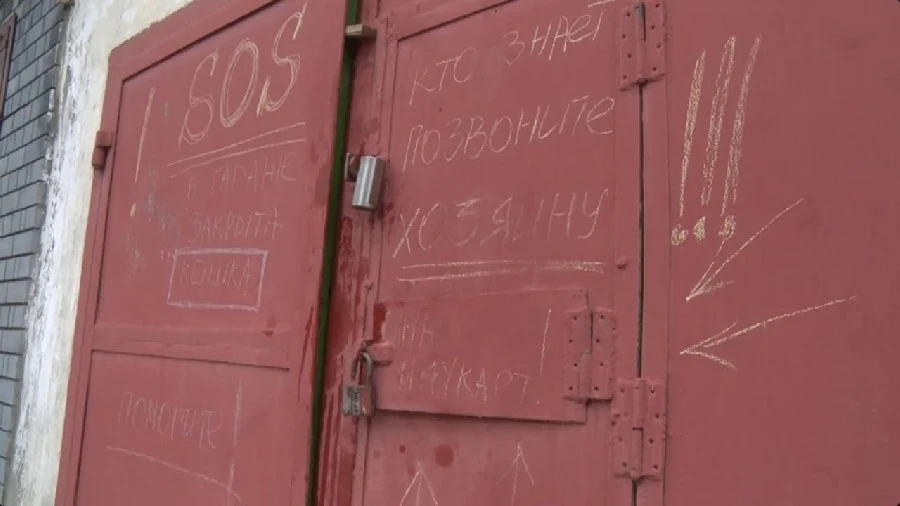 В Дзержинске спасли кошку, которая почти неделю голодала в гараже В Дзержинске спасли кошку, которая почти неделю голодала в гараже