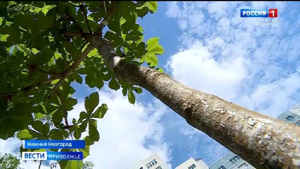 Акция "Сад памяти": Сколько деревьев посадили в память о погибших в Великой Отечественной войне?