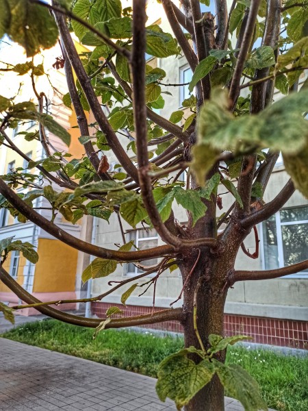 Приживаемость зеленых насаждений находится на постоянном контроле у сотрудников МКУ «Горкомэкологии»