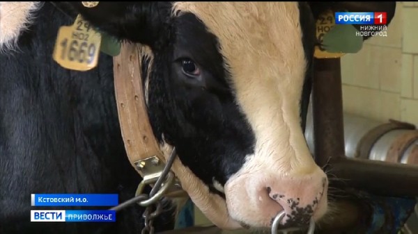 Выводка быков-производителей с высоким генетическим потенциалом прошла в Нижегородской области Выводка быков-производителей с высоким генетическим потенциалом прошла в Нижегородской области