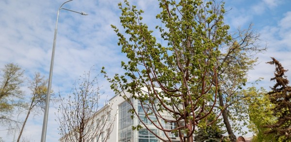 Более 2,2 тыс. деревьев высадили в рамках компенсационного озеленения в Нижнем Новгороде в этом году