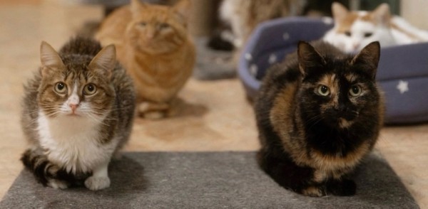 Благотворительная акция в поддержку приюта для бездомных кошек стартовала в Приокском районе Благотворительная акция в поддержку приюта для бездомных кошек стартовала в Приокском районе