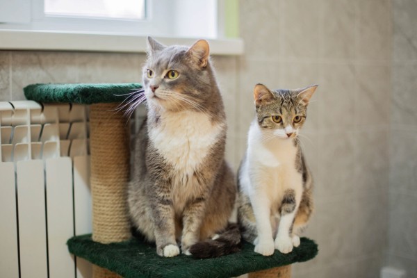 Благотворительная акция в поддержку приюта для бездомных кошек стартовала в Приокском районе Благотворительная акция в поддержку приюта для бездомных кошек стартовала в Приокском районе