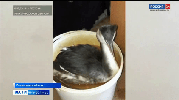 Краснокнижную утку спасли жители в Починковском округе