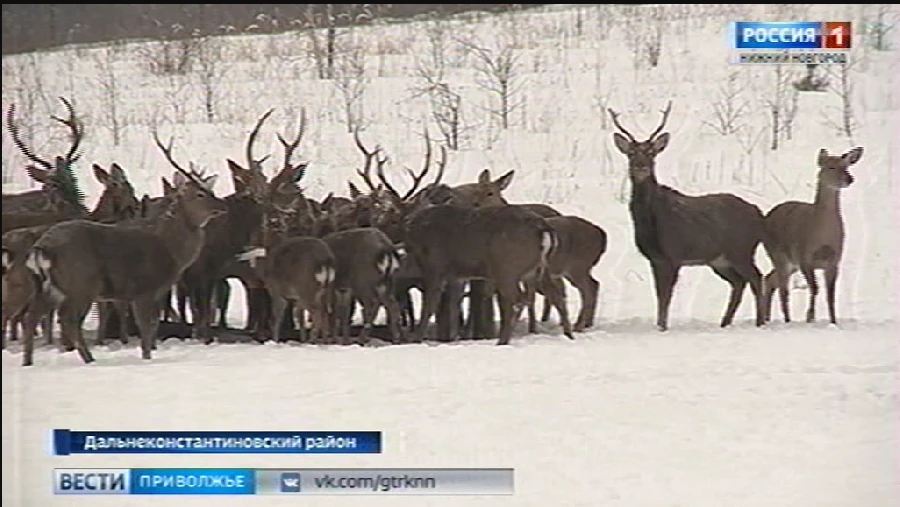 Ежегодный зимний учет диких животных начался в Нижегородской области