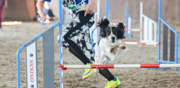 «Горячая линия» по вопросам организации занятий в школе «Юный кинолог» пройдет 5 февраля
