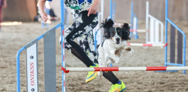 Межрегиональные кинологические соревнования по спортивному послушанию впервые пройдут в Нижнем Новгороде Межрегиональные кинологические соревнования по спортивному послушанию впервые пройдут в Нижнем Новгороде