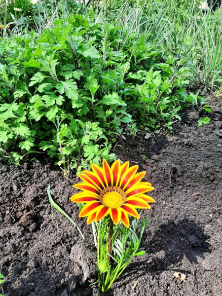 Более 12 тысяч цветов высадят в парках Нижнего Новгорода Более 12 тысяч цветов высадят в парках Нижнего Новгорода