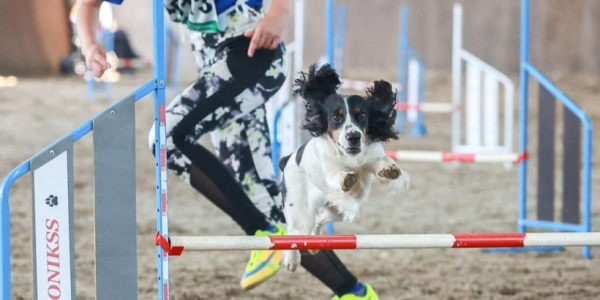 «Горячая линия» по вопросам организации занятий в школе «Юный кинолог» пройдет 20 мая «Горячая линия» по вопросам организации занятий в школе «Юный кинолог» пройдет 20 мая