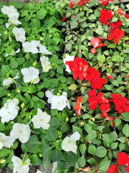 Более 12 тысяч цветов высадят в парках Нижнего Новгорода Более 12 тысяч цветов высадят в парках Нижнего Новгорода