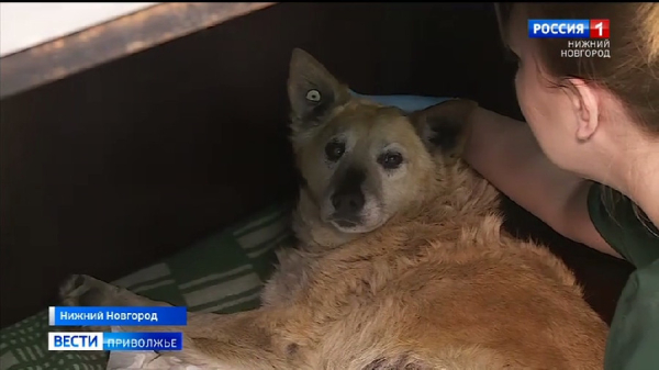 Как можно помочь собаке Лавочке, которую подбросили к приюту Как можно помочь собаке Лавочке, которую подбросили к приюту