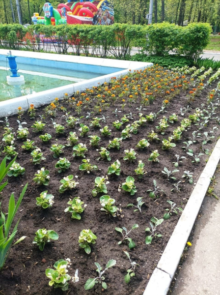 Более 12 тысяч цветов высадят в парках Нижнего Новгорода Более 12 тысяч цветов высадят в парках Нижнего Новгорода