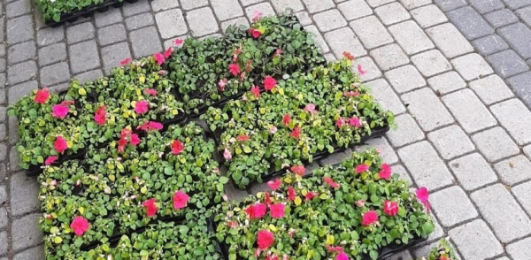 Более 12 тысяч цветов высадят в парках Нижнего Новгорода Более 12 тысяч цветов высадят в парках Нижнего Новгорода