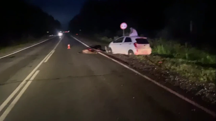 Два человека пострадали в ДТП с лосем в Семеновском округе Два человека пострадали в ДТП с лосем в Семеновском округе