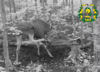 Лосиная йога на рассвете