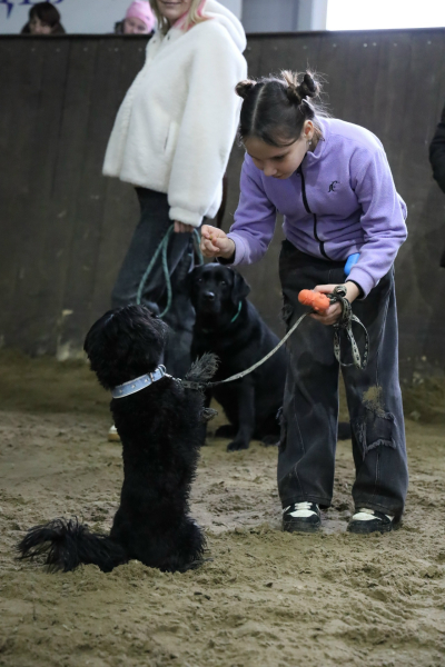 Более 90 юных кинологов приняли участие в соревнованиях в городском зооцентре «Надежда»