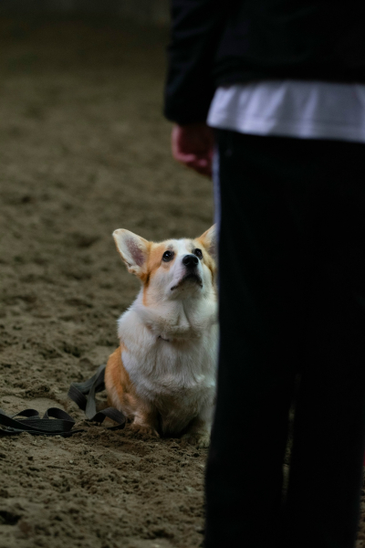 Более 90 юных кинологов приняли участие в соревнованиях в городском зооцентре «Надежда»