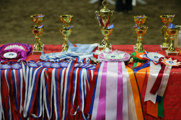 Более 90 юных кинологов приняли участие в соревнованиях в городском зооцентре «Надежда»